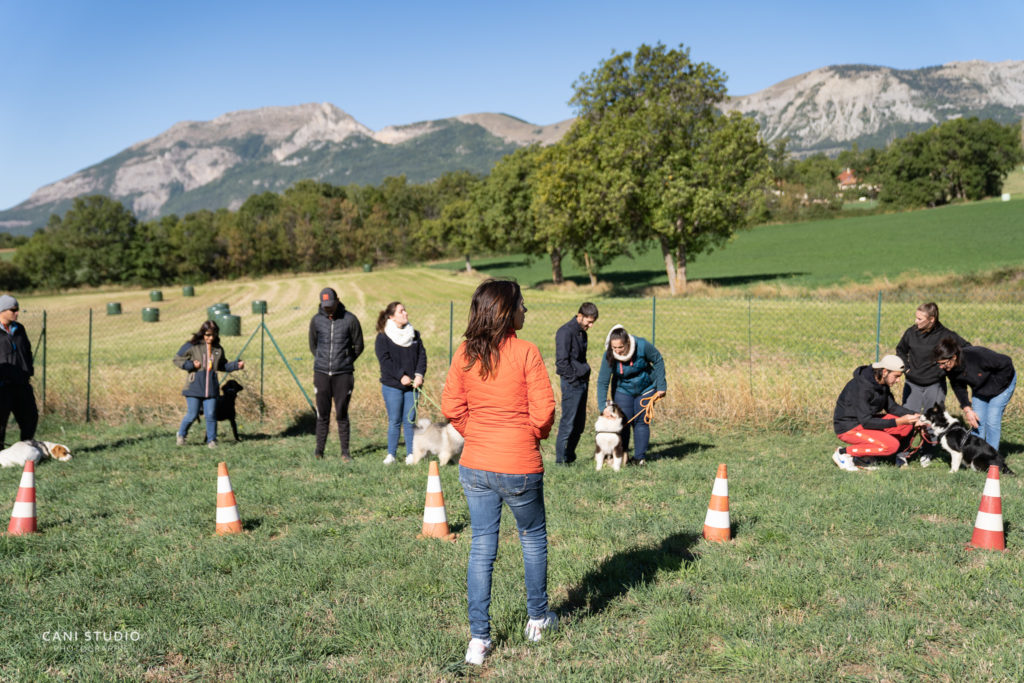 Cours collectif d'éducation canine